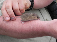Reithrodontomys fulvescens