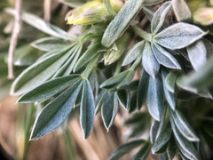 Astragalus gilviflorus