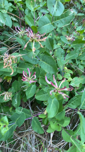 Common Honeysuckle