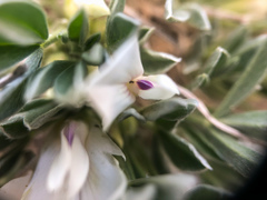 Astragalus gilviflorus