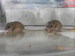 Reithrodontomys fulvescens