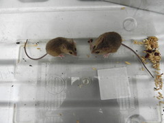 Reithrodontomys fulvescens