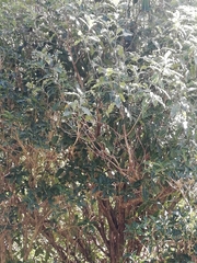 Pittosporum eugenioides