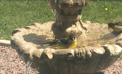 Spinus psaltria