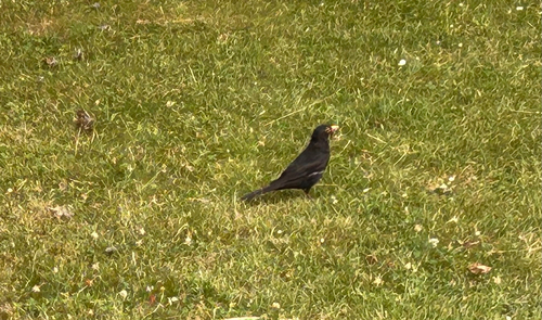 Amsel