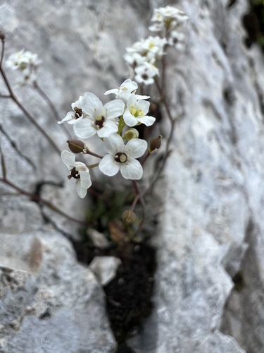 Kernera saxatilis, photograph 5