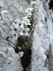 Kernera saxatilis, photograph author not stated, no rights reserved