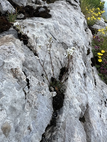 Kernera saxatilis, photograph 6