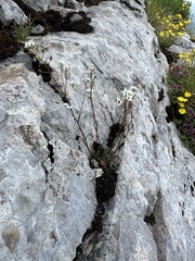 Kernera saxatilis, photograph author not stated, no rights reserved