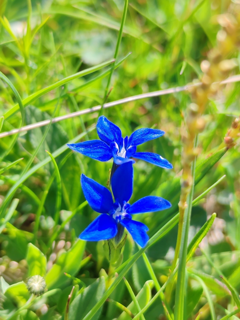Gentiana pumila; photograph Ljaž, CC BY, iNaturalist via GBIF