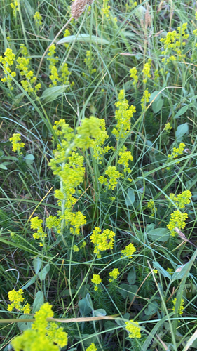 Lady's Bedstraw