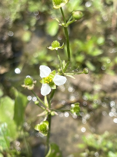 Echinodorus berteroi, photograph 6