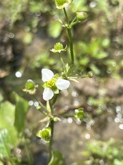 Echinodorus berteroi, photograph author not stated, no rights reserved