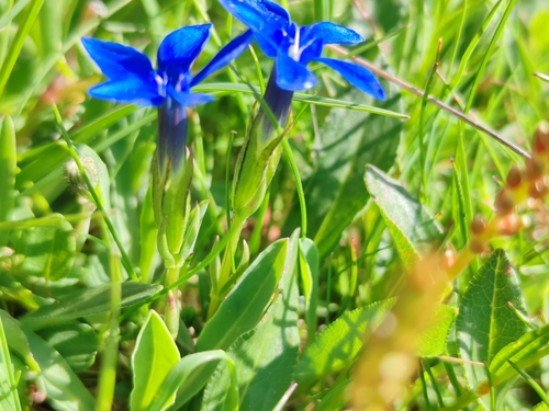 Gentiana pumila, photograph 1
