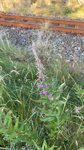 fireweed