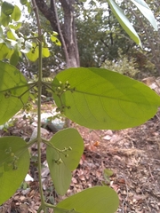 Semialarium mexicanum