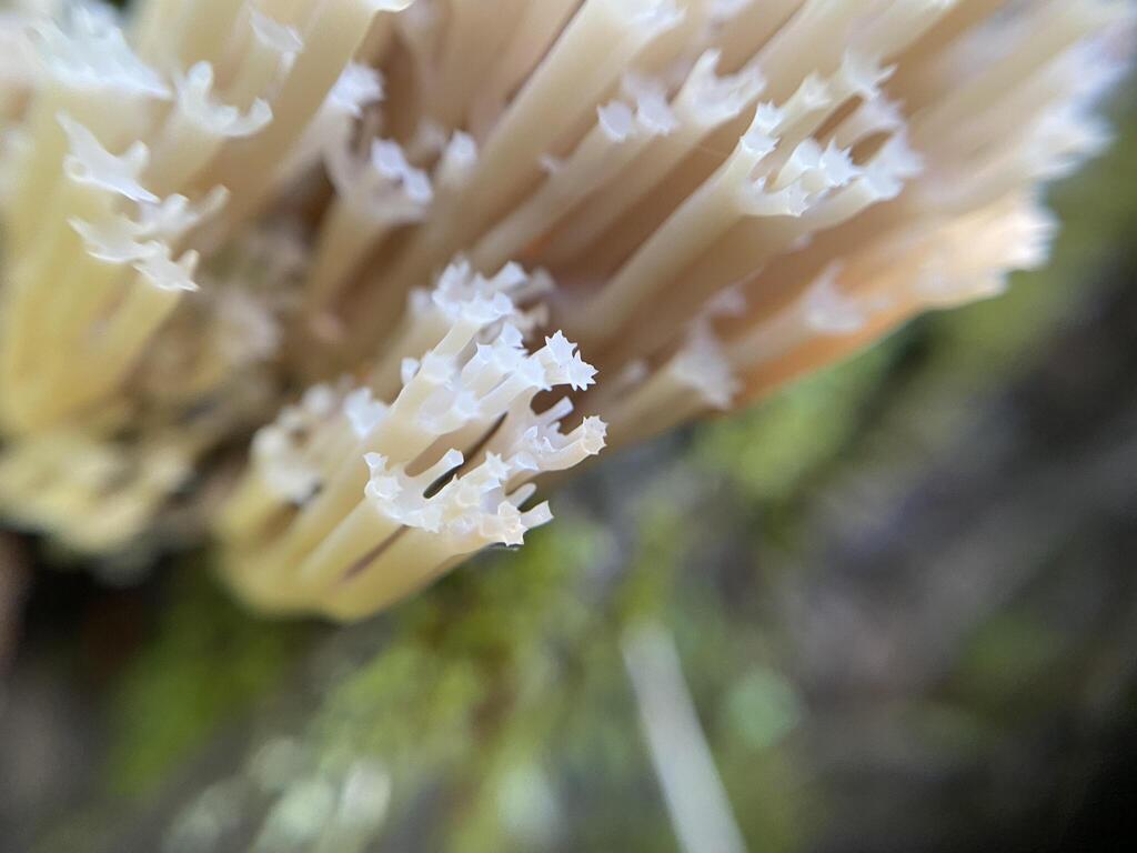 crown-tipped coral fungus · June 2026 · photo: Photo: (c) Arthur Whiting, some rights reserved (CC BY) · iNaturalist