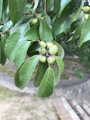 Quercus glauca