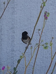 Junco hyemalis