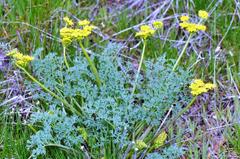 Lomatium papilioniferum