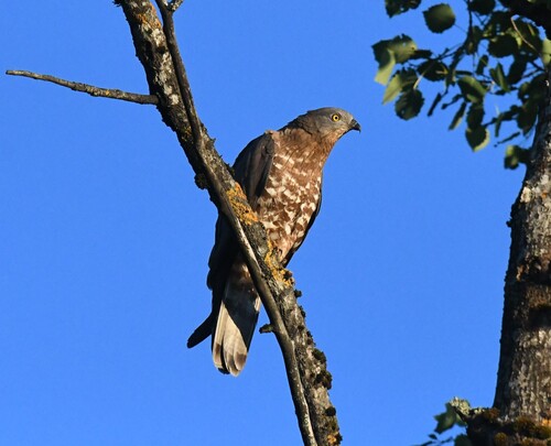 Abejero europeo (Pernis apivorus)