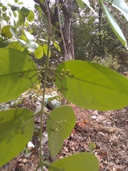 Semialarium mexicanum