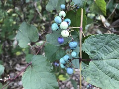 Ampelopsis glandulosa heterophylla