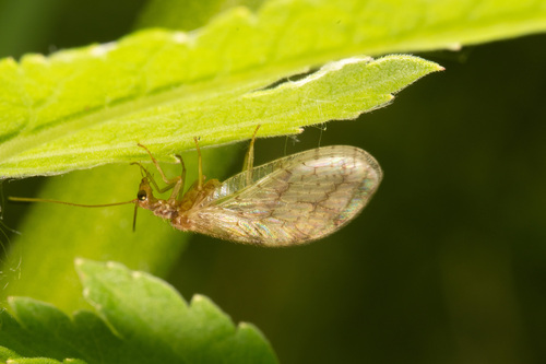 Micromus paganus