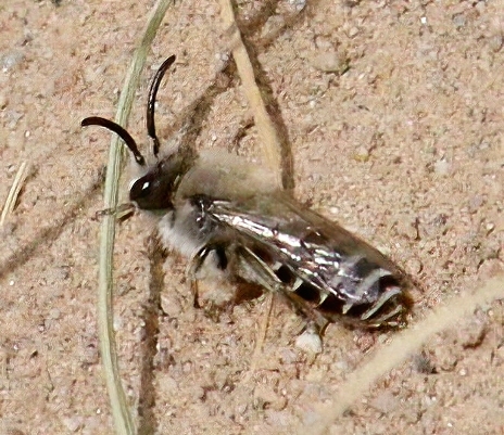 iNaturalist observation photo of Bees