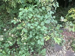 Ampelopsis glandulosa heterophylla