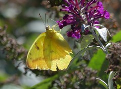 Catopsilia gorgophone