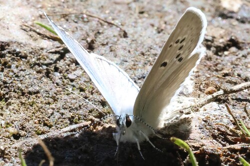 iNaturalist observation photo of Boisduval's Blue