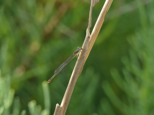 Small Red Damselfly