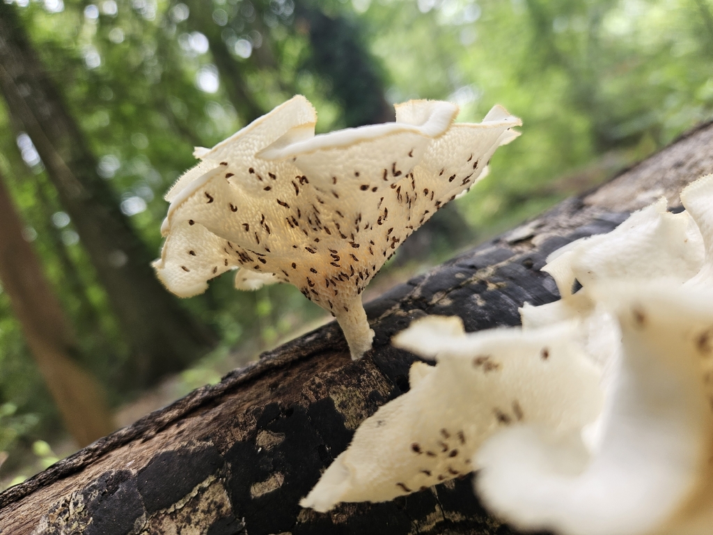 Favolus brasiliensis · June 2026 · photo: Photo: (c) Daniel McClosky, some rights reserved (CC BY) · iNaturalist