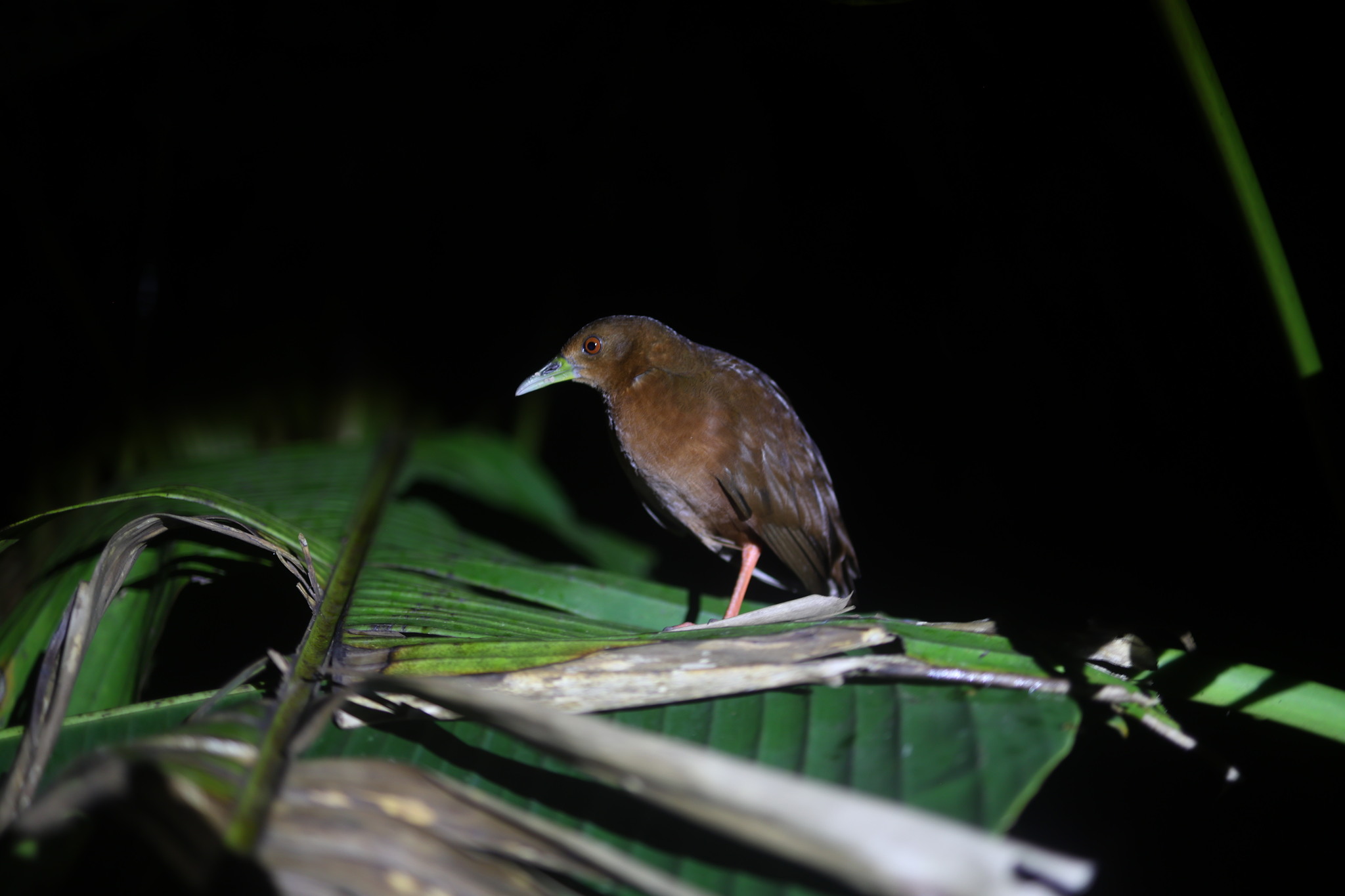 Uniform Crake (Amaurolimnas concolor), photo 1