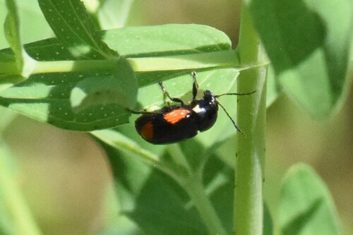 hypericum pot beetle