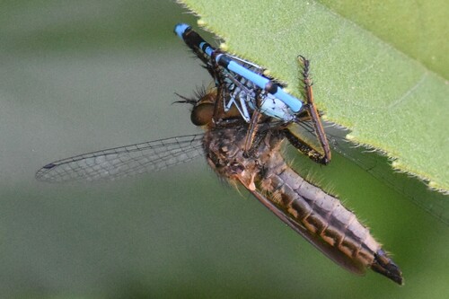 Eutolmus rufibarbis