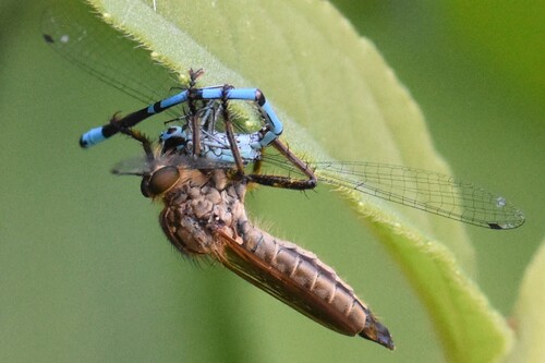 Azure Damselfly