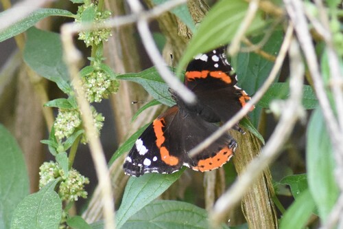 Red Admiral