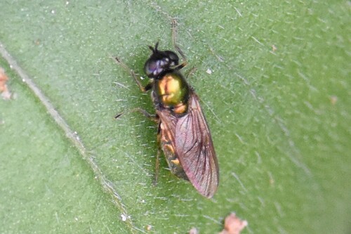 Broad Centurion Fly