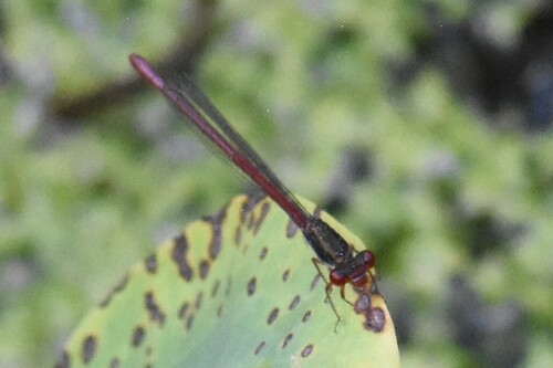 Small Red Damselfly