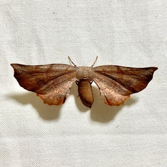 Parepisparis excusata