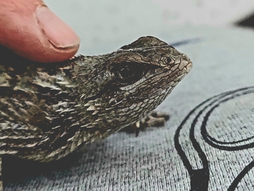 Texas Spiny Lizard