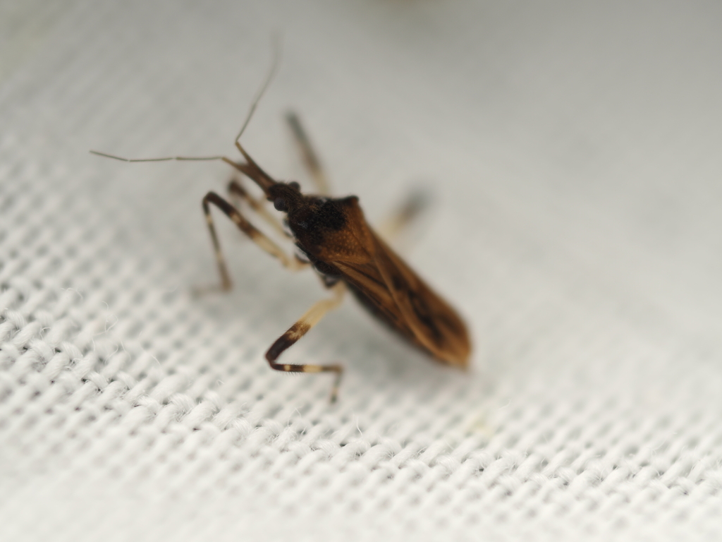 Steinovelia stagnalis