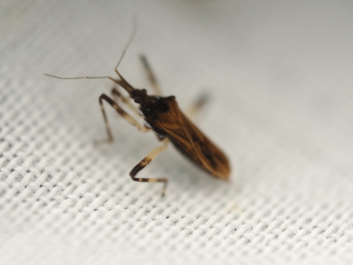Steinovelia stagnalis