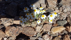Eriophyllum lanosum