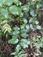 Cinnamomum yabunikkei