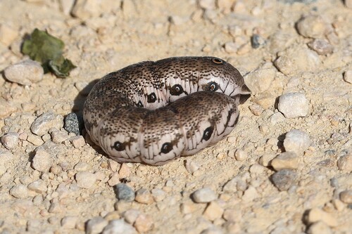 Willowherb Hawkmoth