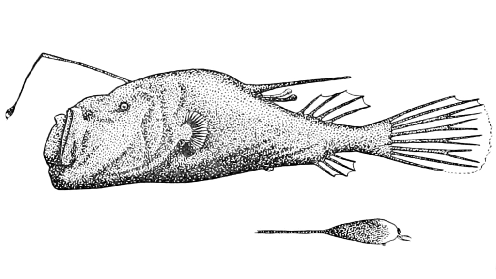 Southern Seadevil