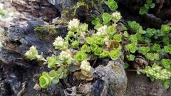 Sedum ternatum